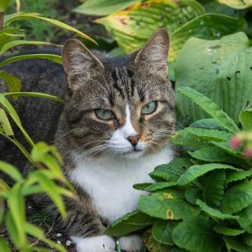 Cat lying in the grass. Observant, charming cat lying in the grass in the gar Stock Photos
