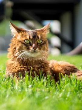 Cat lying on grass outside. Stock Photos