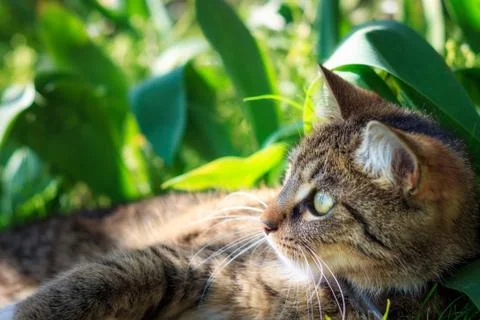 Cat lying in grass Stock Photos