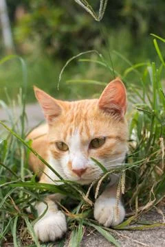 Cat lying on the grass. Stock Photos