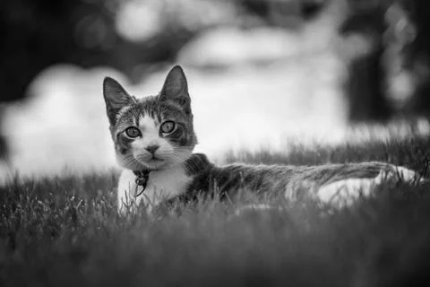 Cat lying in the grass Stock Photos