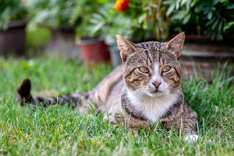 Cat lying on the grass Foto stock