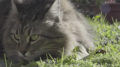 Cat lying in the grass sniffing Stock Footage 139017651