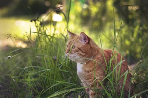 Cat lying on the grass in the summer Фото