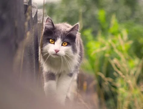Cat lying on the grass in the summer Stock Photos