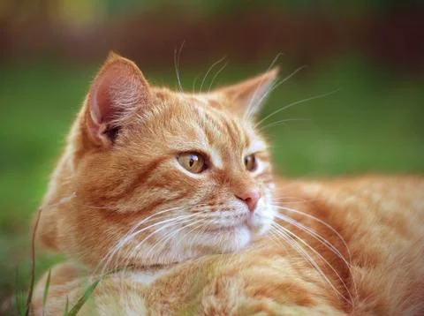 Cat lying on the grass in the summer Stock Photos