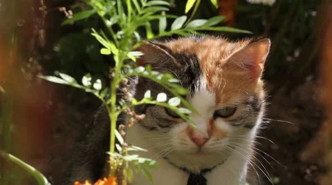 Cat lying in grass on a sunny day Stock Footage 8776731