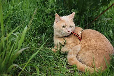 A cat lying in the grass. Walking pets. Stock Photos