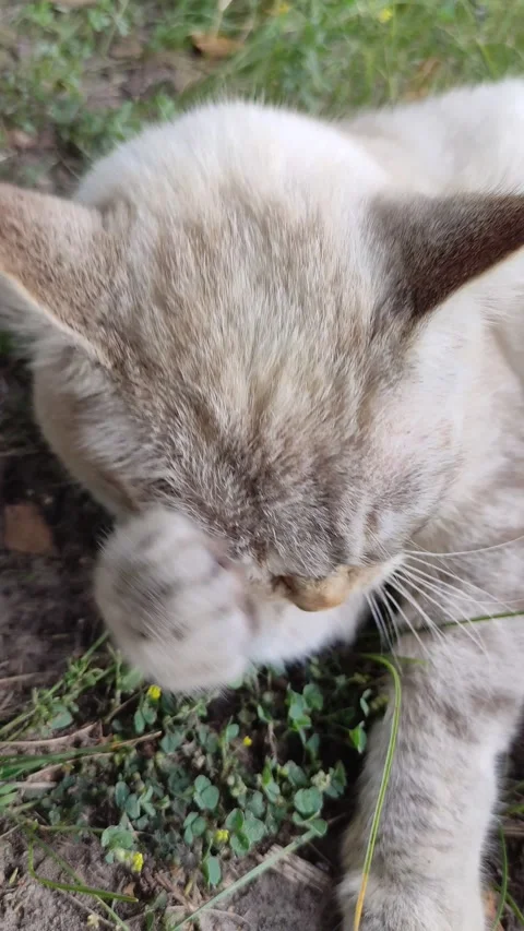The cat is lying on the grass, washing and licking its paws. Stock Footage 341871904