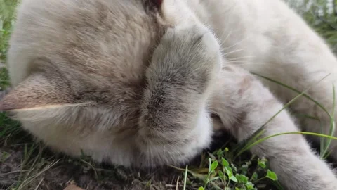 The cat is lying on the grass, washing and licking its paws. Stock Footage 341871912