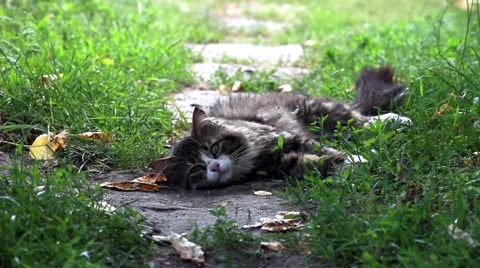 Cat lying on green grass Vídeo Stock 66436356