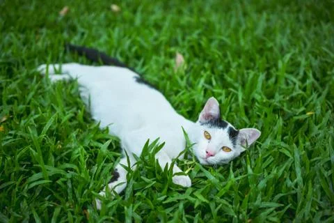 A cat is lying in the green grass,looking at camera Stock Photos