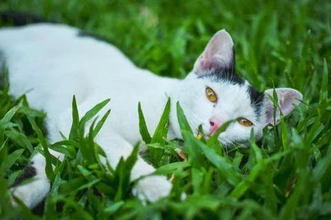 A cat is lying in the green grass,looking at camera Stock Photos