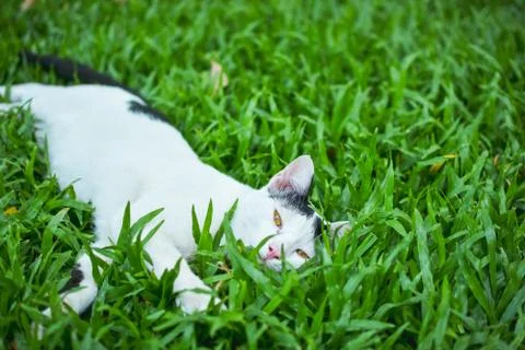 A cat is lying in the green grass,looking at camera Stock Photos