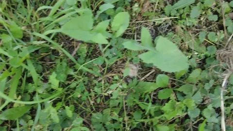 The cat is lying on the ground and licking himself. the cat washes the cat ba Stock Footage 158374827