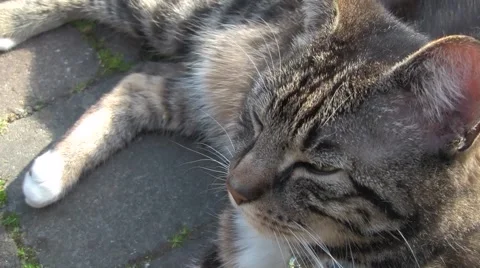 Cat lying on the ground Stock Footage 5165469