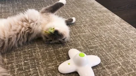 A cat lying on the ground Stock Footage 155394771