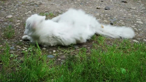 The cat is lying on the ground Stock Footage 159882046