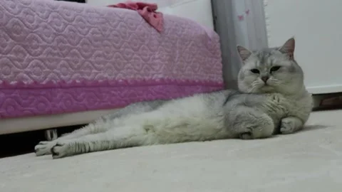 The cat is lying on the ground. Stock Footage 203971466