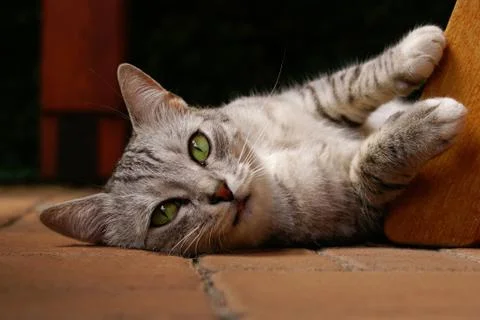 Cat lying on the ground Stock Photos
