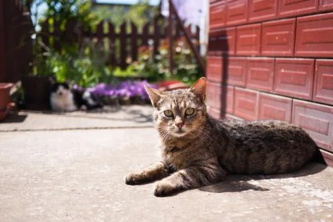 Cat lying on ground Stock Photos