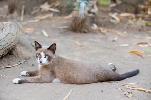 Cat lying on the ground Stock Photos