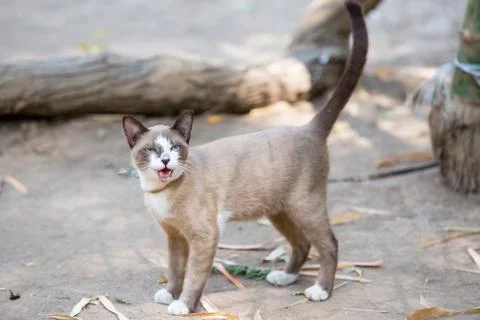 Cat lying on the ground Foto stock