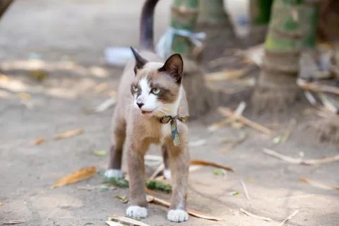 	Cat lying on the ground Stock Photos