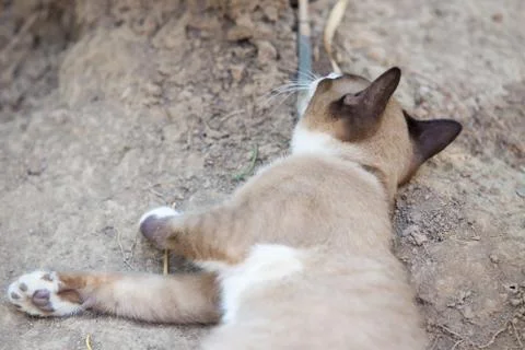 Cat lying on the ground Stock Photos