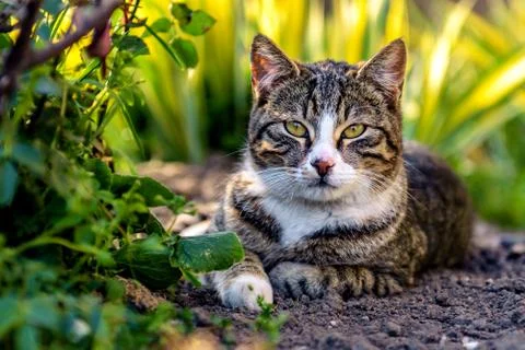 Cat lying on the ground Stock Photos