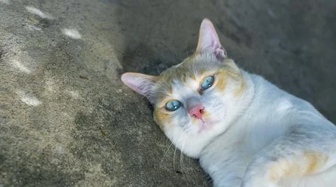 Cat lying on the ground Stock Photos
