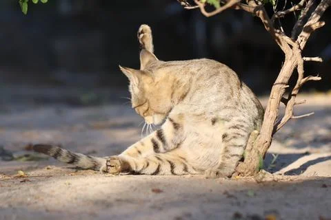 A cat lying on the ground under a tree and cleaning the skin with a tongue Stock Photos