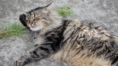 Cat Lying on Ground Washing Face with Paw, Watching for Danger Stock Footage 78527922