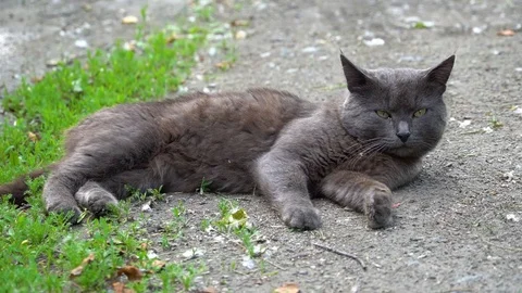 Cat Lying on Ground Washing Face with Paw, Watching for Danger Stock Footage 92014208