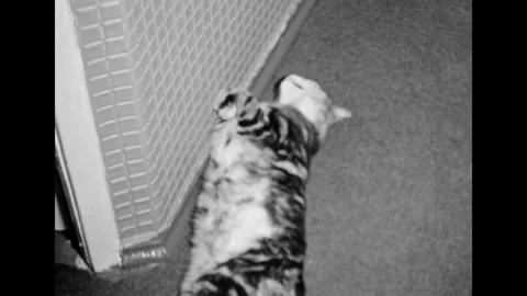 Cat lying on home floor in apartment, close up. Pet sleeping, relax in room Stock Footage 270070490