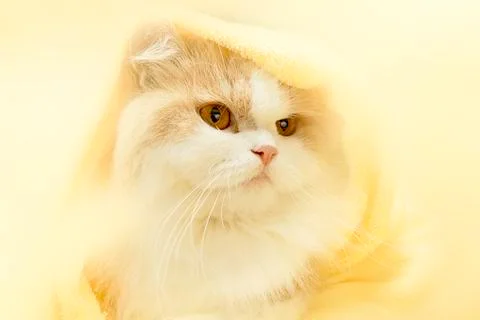 Cat lying on house with nice background color Stock Photos