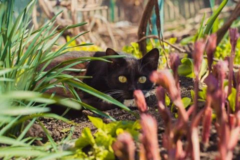 Cat lying hunts in the yard Stock Photos