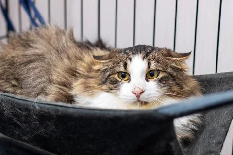 A cat is lying inside a cage while looking directly at the camera Stock Photos
