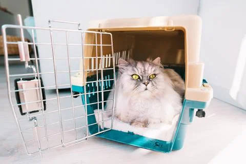 Cat lying inside plastic pet carrier or travel box. Pet transportation. Stock Photos