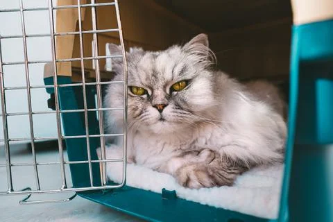 Cat lying inside plastic pet carrier or travel box or special cage Stock Photos