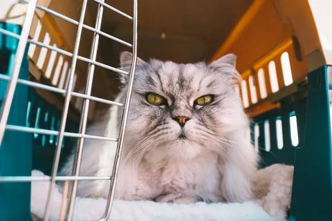 Cat lying inside plastic pet carrier or travel box or cage. Pet transportation. Stock Photos