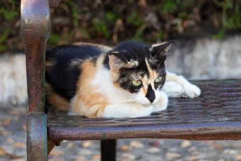 Cat lying on a iron bench Stock-Fotos