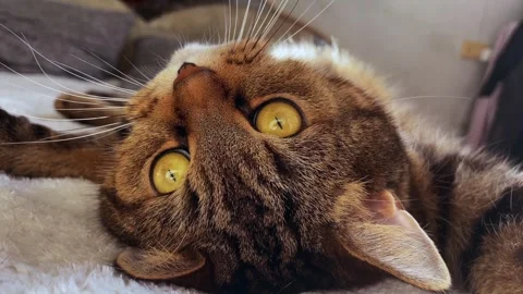 The cat is lying on its back, a close-up of the cat's muzzle is visible. Stock Footage 328158466