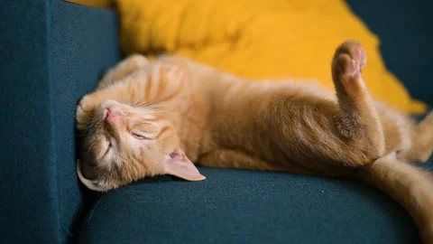 A cat is lying on its back on a couch, stretching its legs and enjoying a nap, Stock Footage 345882594
