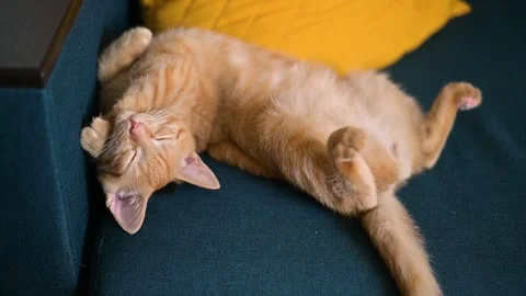 A cat is lying on its back on a couch with a yellow pillow. The cat plays with Video stock 345882703