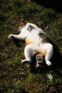 Cat is lying on its back with its legs outstretched and warming up. Rest posi Stock Photos
