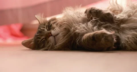 Cat lying on its back on warm wooden floor, changing seasonal urban heat Stock Footage 340185057