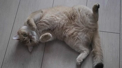 The cat is lying with its belly towards the top Stock Footage 267834567