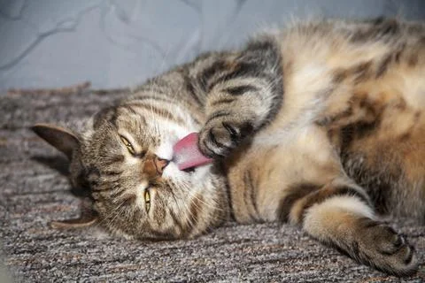 Cat lying on its side licks paw Stock Photos