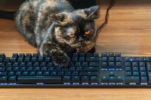 Cat lying on the keyboard Stock Photos